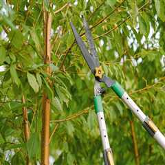 Professional Tree Service In Louisville: A Must For Flipping Houses Success