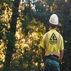 Why Stump Grinding Service Is A Must When Following Effective Home Selling Tips In Leander, TX