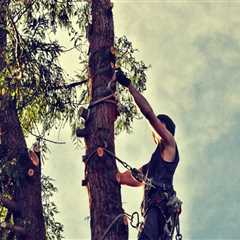 Enhance House Flipping with Professional Tree Services in Maysville, WV