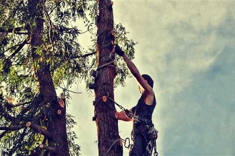 Enhance House Flipping with Professional Tree Services in Maysville, WV
